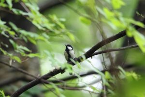 シジュウカラ雄2023年6月10日