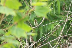 シジュウカラ幼鳥2023年6月23日