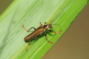 ジョウカイボン2023年6月3日