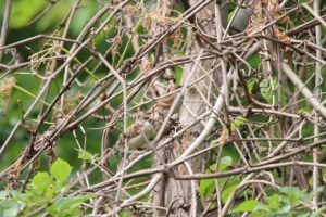 スズメ2023年6月23日