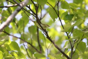 センダイムシクイ2023年6月10日