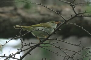 センダイムシクイ2023年6月3日