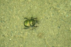 センチコガネ2023年6月23日