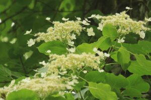 ツルアジサイ2023年6月23日