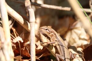 ニホンカナヘビ2023年6月16日