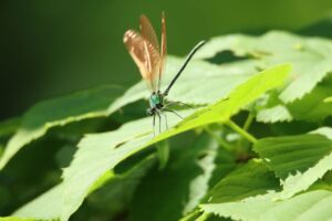 ニホンカワトンボ翅橙色雄2023年6月10日