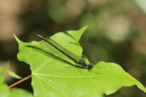 ニホンカワトンボ雌2023年6月10日
