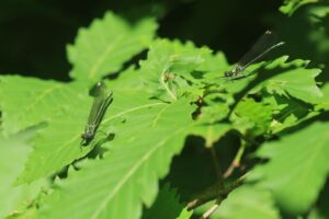 ニホンカワトンボ雌と雌型雄2023年6月10日