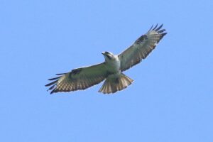 ノスリ2023年6月10日1