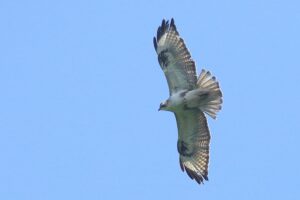 ノスリ2023年6月10日2