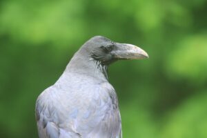 ハシブトガラス2023年6月3日