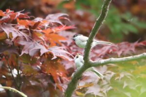 ハシブトガラ2023年6月16日親子
