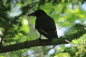 ハシボソガラス2023年6月3日翼に白い羽がある個体