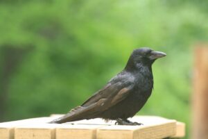 ハシボソガラス2023年6月10日