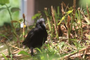 ハシボソガラス2023年6月16日