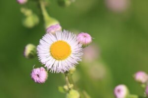 ハルジオン2023年6月10日