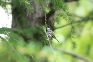 ヒガラ幼鳥2023年6月23日