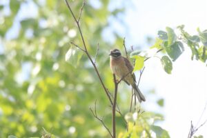 ホオジロ雄2023年6月16日