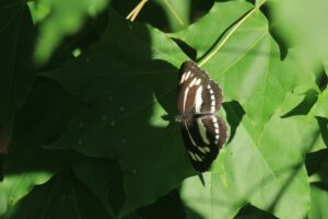 ミスジチョウ2023年6月16日