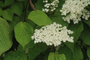 ミヤマガマズミ2023年6月3日