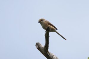 モズ2023年6月3日