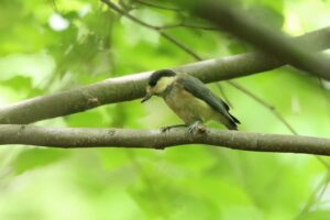 ヤマガラ幼鳥2023年6月16日