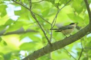 ヤマガラ幼鳥2023年6月23日