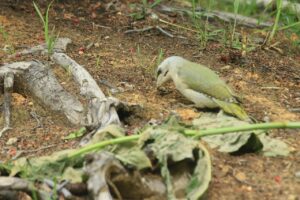 ヤマゲラ雌2023年6月3日