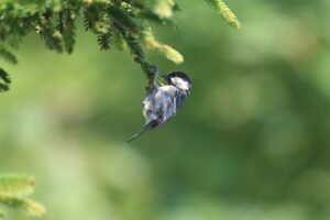 ヒガラ2023年7月21日幼鳥と思われる