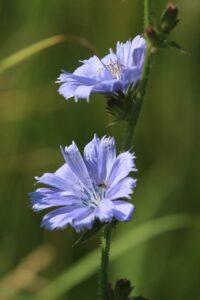 キクニガナ2023年7月2日