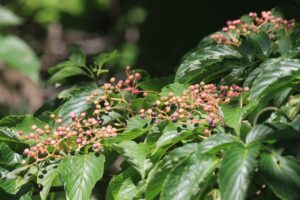 ミズキの実2023年7月29日中央トイレ裏の木