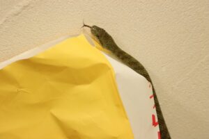 アオダイショウ2023年7月29日