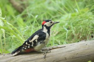 アカゲラ♂2023年7月8日