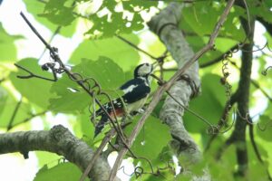 アカゲラ♀2023年7月29日
