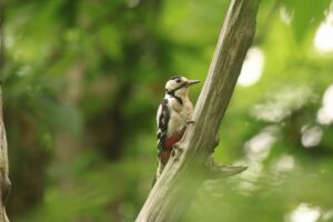 アカゲラ♂2023年7月14日
