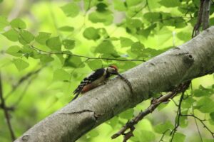 アカゲラ幼鳥2023年7月8日