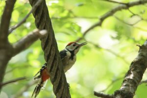 アカゲラ幼鳥2023年7月29日