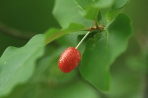 アキグミの実2023年7月8日