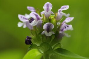 ウツボグサ2023年7月14日