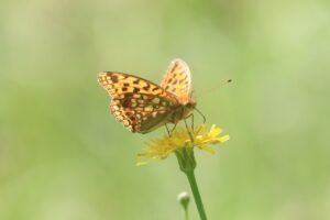 ウラギンヒョウモン2023年7月29日