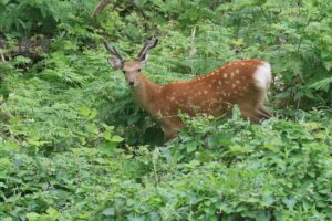 エゾシカ若い♂2023年7月29日