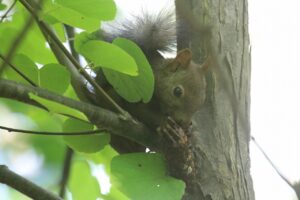 エゾリス2023年7月2日
