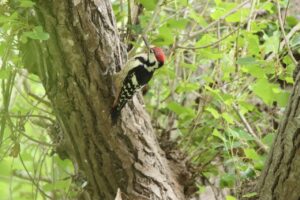 オオアカゲラ雄2023年7月2日