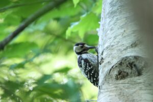 オオアカゲラ幼鳥2023年7月2日
