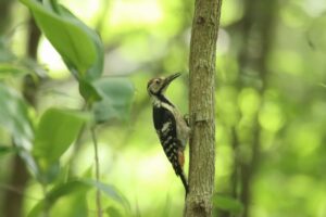 オオアカゲラ幼鳥2023年7月14日