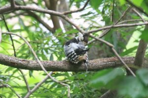 オオアカゲラ幼鳥2023年7月21日