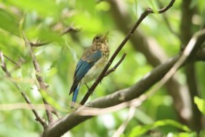 オオルリ幼鳥2023年7月14日
