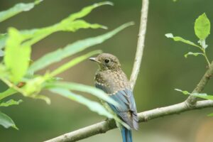 オオルリ幼鳥2023年7月29日