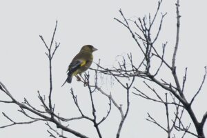 カワラヒワ♂2023年7月14日