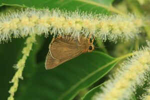 キバネセセリとクリの花2023年7月8日